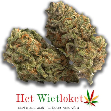 Amnesia wiet, Wietkopen, online wiet kopen, het Wietloket Amnesia wiet, Wietkopen, online wiet kopen, het Wietloket