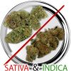 Het Wietloket, Sativa & Indica, wiet online bestellen en kopen