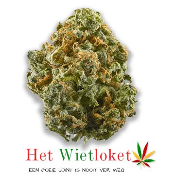 blue dream wiet, Wietkopen, online wiet kopen, het Wietloket