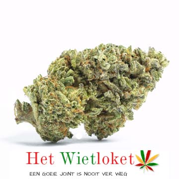 Biscotty wiet van Het Wietloket