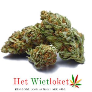 Hoe je goeie wiet herkent: Een complete gids Hoe herken je goeie wiet, blue cookies wiet, het Wietloket