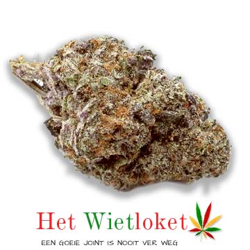 Banana Kush, wiet, Het Wietloket, Altijd gratis wiet & hasj