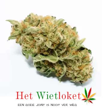 Jack herer wiet, wiet, wiet, online wiet kopen, wietkopen. Spaar ook wietpunten. Het Wietloket.