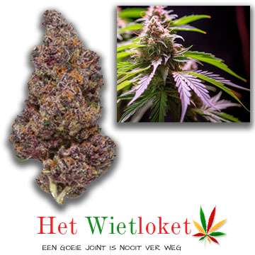 Tropicana cherry wiet van Het Wietloket