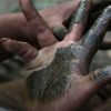 Het Wietloket, fingers hash balls, online hash bestellen en kopen online hash bestellen en kopen