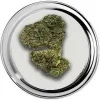 Blue Berry Kush Het Wietloket, Online wiet kopen. Altijd gratis wiet & hasj.