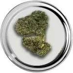 Blue Berry Kush Het Wietloket, Online wiet kopen. Altijd gratis wiet & hasj.