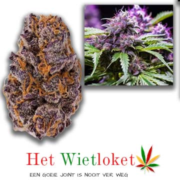 cherry poppers wiet van het Wietloket